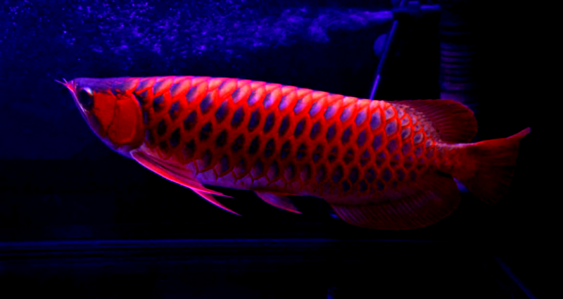 The World’s Most Expensive Fish Costs Up to $300K And is Sometimes Given Plastic Surgery