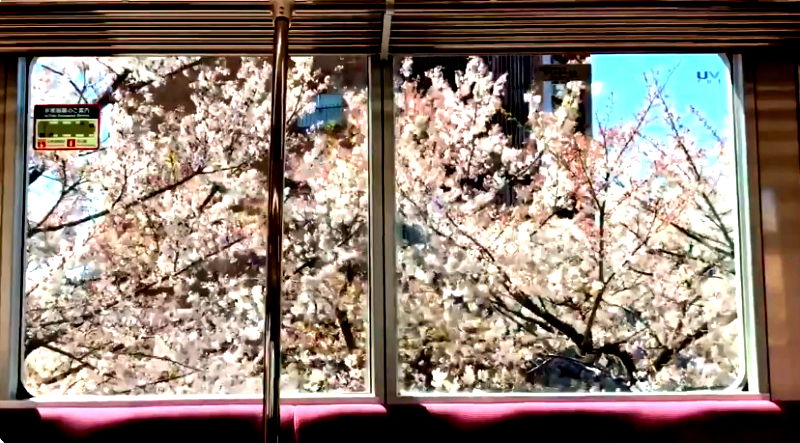 A train ride in Tokyo, Japan is catching the attention of many users on social media with their stunning views of cherry blossoms from the windows resembling a magical scene from an anime show.