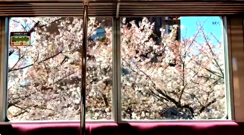 A train ride in Tokyo, Japan is catching the attention of many users on social media with their stunning views of cherry blossoms from the windows resembling a magical scene from an anime show.