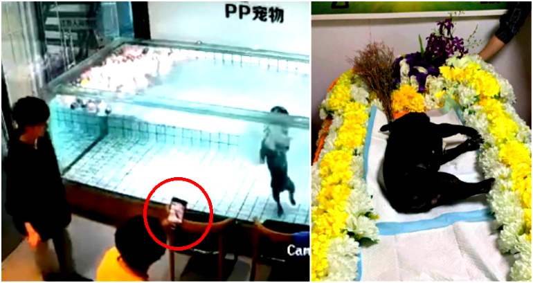 Woman Films With Her Phone as Her Pet Dog Drowns to Death in a Pool