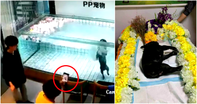 Woman Films With Her Phone as Her Pet Dog Drowns to Death in a Pool