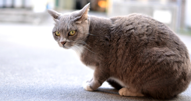 Cats Respond to the Sound of Their Names, Japanese Study Finds