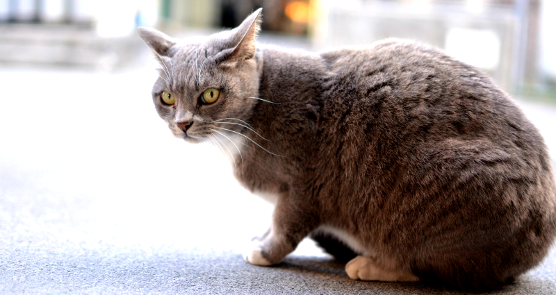 Cats Respond to the Sound of Their Names, Japanese Study Finds