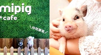 Tokyo Opens Its First Teacup Pig Cafe