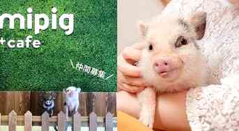 Tokyo Opens Its First Teacup Pig Cafe