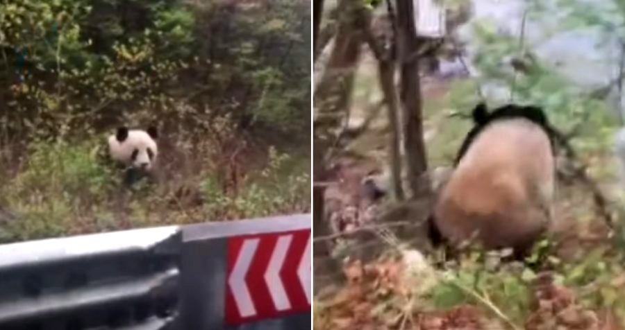 ‘Ni hao, panda’: Chinese Mailman Bumps into a Wild Panda on His Way to Work