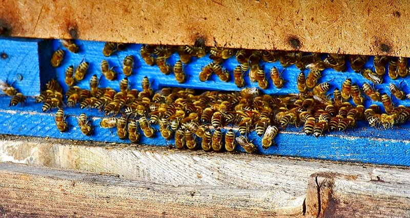 Chinese Couple Keeps 10,000 Bees in Their Apartment, Neighbors Complain of ‘Bee Poop’