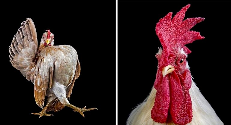 Malaysia’s Best Cocks Show Themselves Off at Special Beauty Pageants