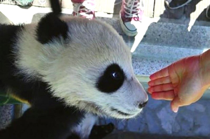 A Chinese woman who generated backlash online for petting a giant panda cub at a wildlife reserve in China has made a public apology on social media. 