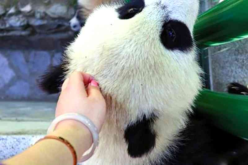 A Chinese woman who generated backlash online for petting a giant panda cub at a wildlife reserve in China has made a public apology on social media. 