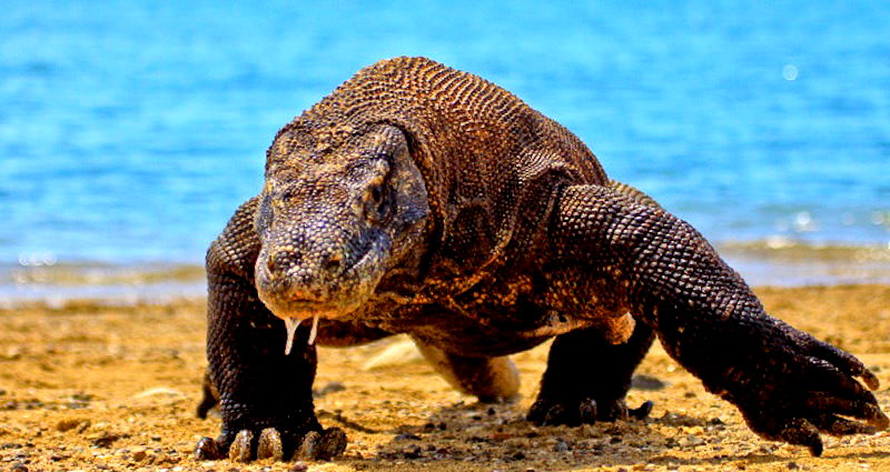 Komodo Island is Closing Because People are Stealing Komodo Dragons and Selling Them for $35K