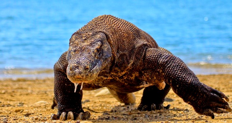Komodo Island is Closing Because People are Stealing Komodo Dragons and Selling Them for $35K