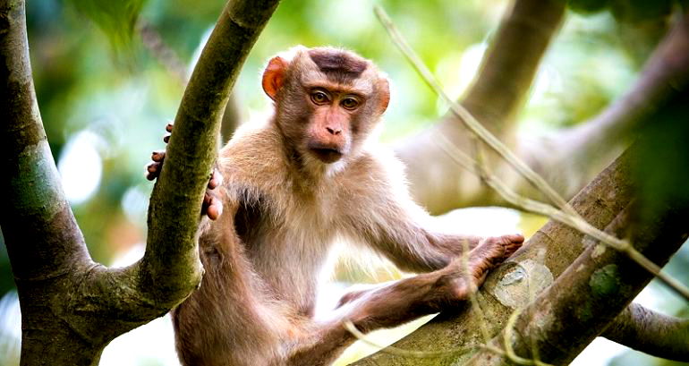 Chinese Scientists Added Human Genes in Monkey Brains, And Only Half Survived