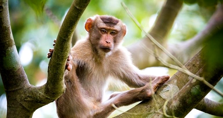 Chinese Scientists Added Human Genes in Monkey Brains, And Only Half Survived