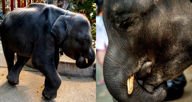 People are Working to Save This Real-Life ‘Dumbo’ at a Zoo in Phuket, Thailand