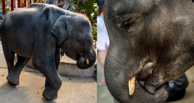 People are Working to Save This Real-Life ‘Dumbo’ at a Zoo in Phuket, Thailand