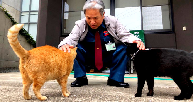 Viral Cats That Always Try to Sneak Into Japanese Museum Now Hate Each Other