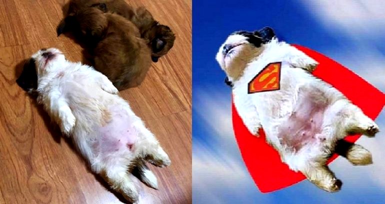 Woman’s Shih Tzu Puppy Goes Viral Because of the Adorable Way it Sleeps