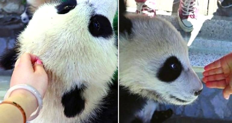 People Outraged After Woman Films Herself ‘Secretly’ Petting Panda Cub
