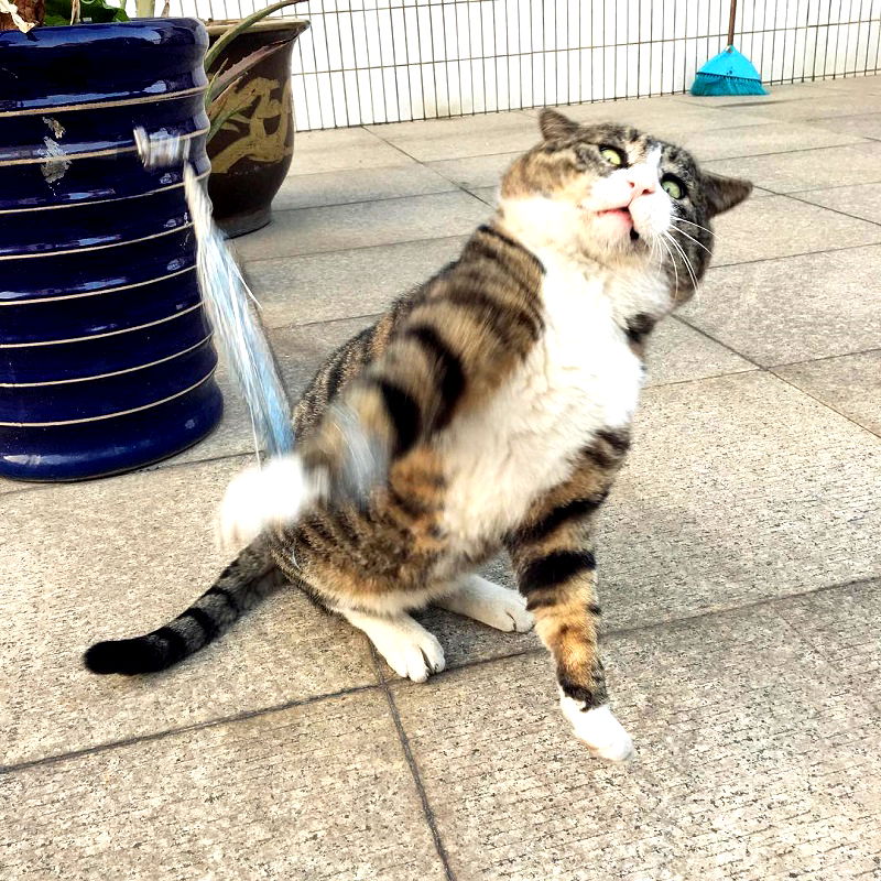 Most people perceive cats as being neutral, graceful animals with little to no expressions at all, but they clearly haven’t met Ah Fei -- a cat that is winning the hearts of many netizens for his expressive and dramatic reactions to random things.