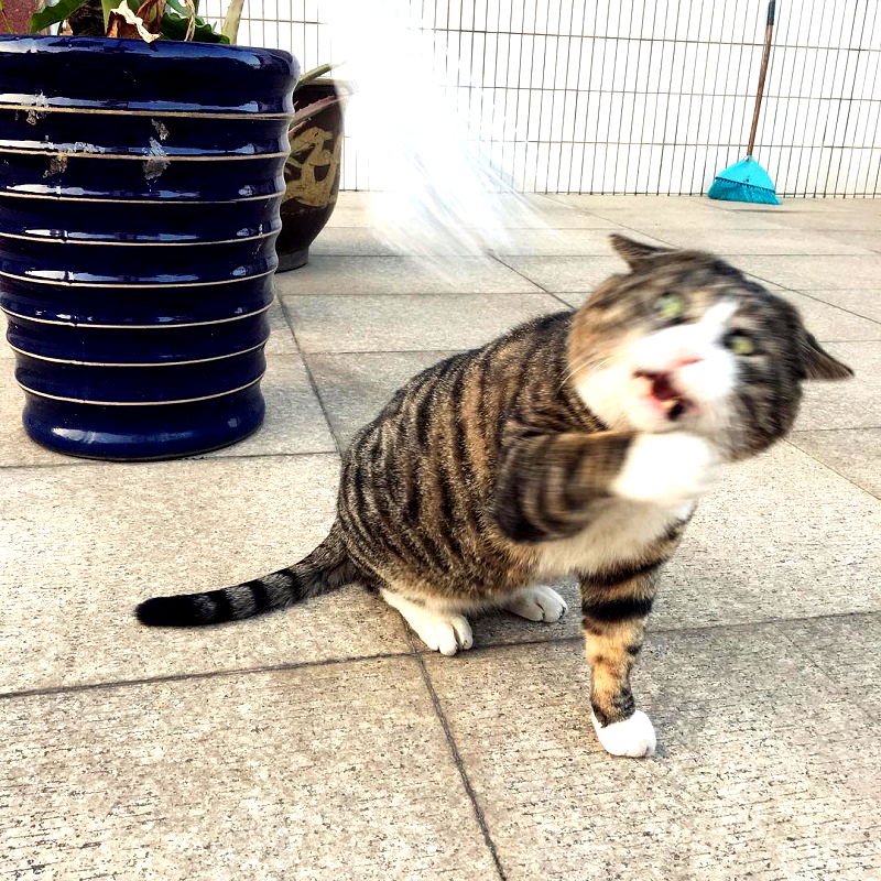 Most people perceive cats as being neutral, graceful animals with little to no expressions at all, but they clearly haven’t met Ah Fei -- a cat that is winning the hearts of many netizens for his expressive and dramatic reactions to random things.