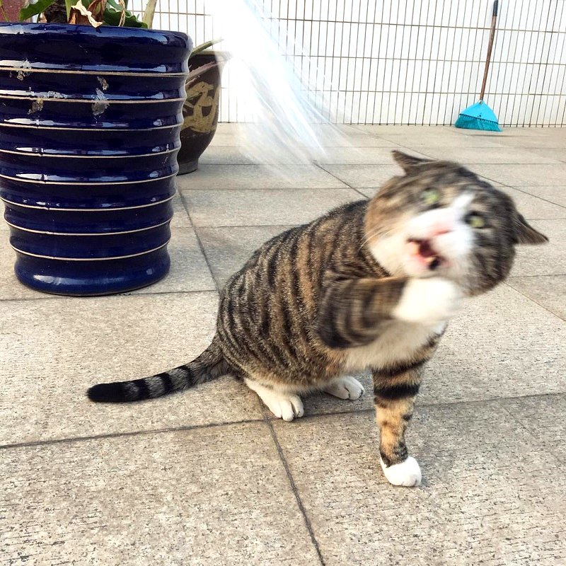 Most people perceive cats as being neutral, graceful animals with little to no expressions at all, but they clearly haven’t met Ah Fei -- a cat that is winning the hearts of many netizens for his expressive and dramatic reactions to random things.