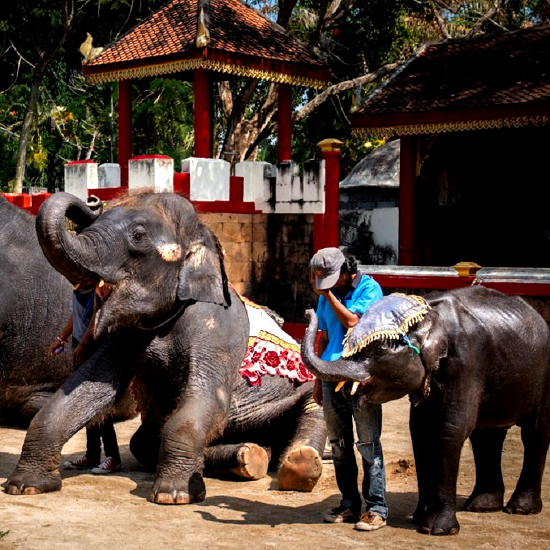 The real-life Dumbo, who was made to perform in front of foreigners and visitors at a Phuket Zoo in Thailand, has passed away due to broken legs and a digestive tract infection.