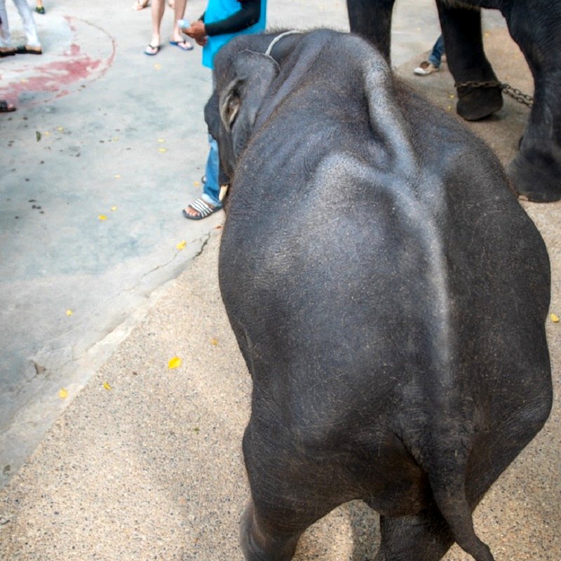 The real-life Dumbo, who was made to perform in front of foreigners and visitors at a Phuket Zoo in Thailand, has passed away due to broken legs and a digestive tract infection.