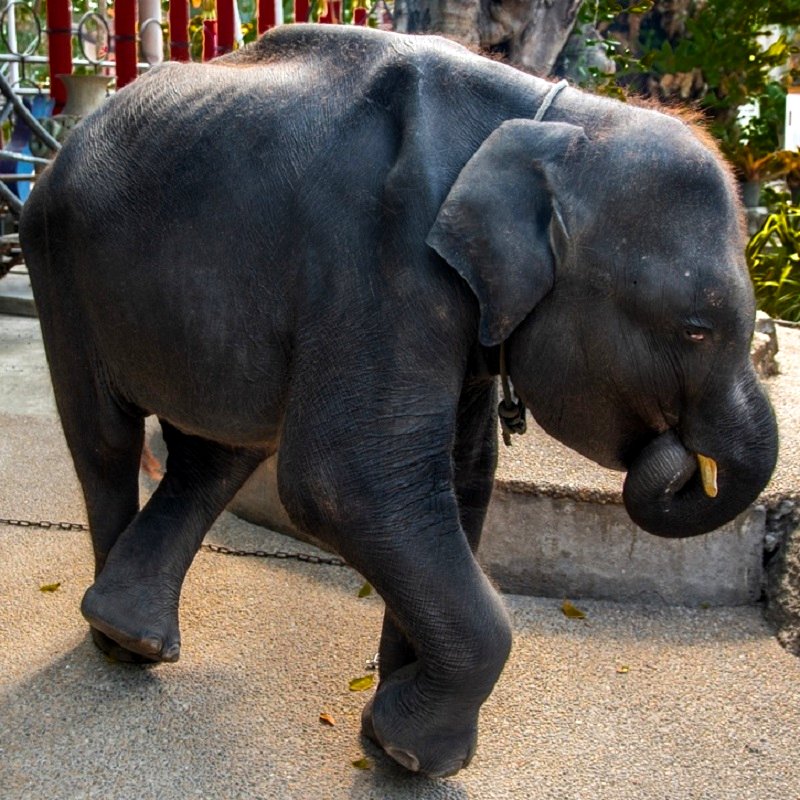 The real-life Dumbo, who was made to perform in front of foreigners and visitors at a Phuket Zoo in Thailand, has passed away due to broken legs and a digestive tract infection.