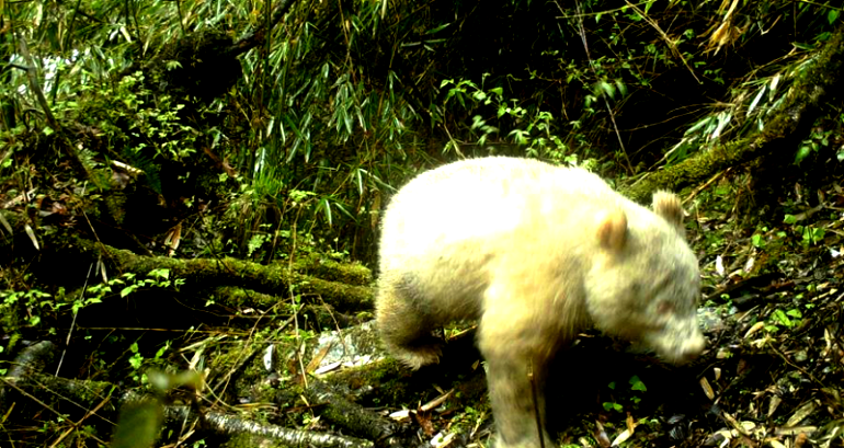 First Albino Panda Spotted in the Wild in China