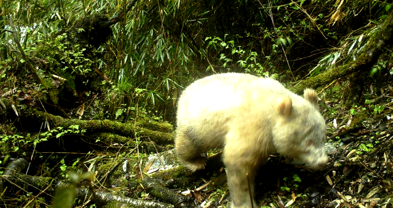 First Albino Panda Spotted in the Wild in China