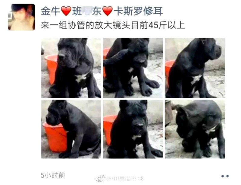 Police detained a man in eastern China for using public occupations to name his pet dogs.
