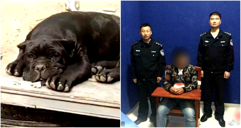 Chinese Man Arrested for 10 Days After Naming Dog ‘City Management Official’