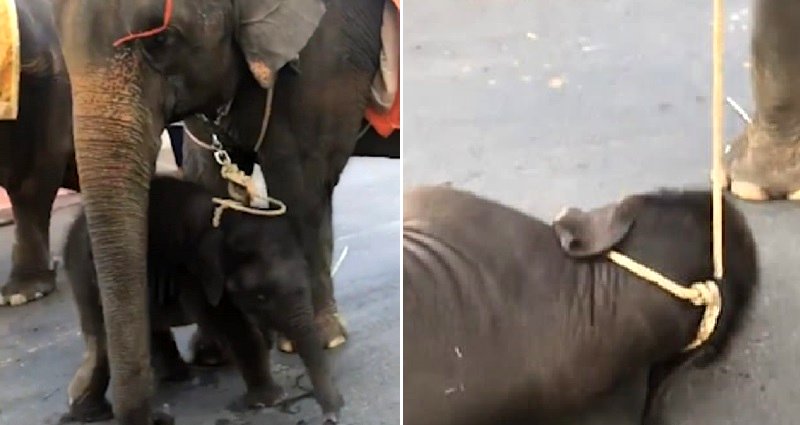 Exhausted Baby Elephant Collapses Next to Mom Giving Rides to Tourists in 104 Degree Heat