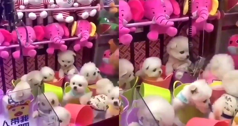 Arcade Claw Machine Angers Twitter After Using Live Puppies for Prizes