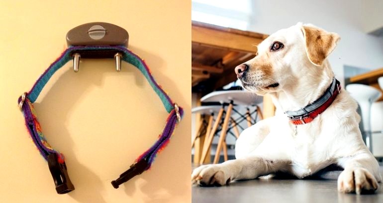 Father in Japan Arrested for Using Dog Shock Collar to Discipline His Children