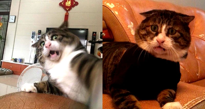 The World’s Derpiest ‘Fat’ Cat is the Most Relatable Thing You’ll See Today