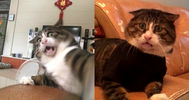The World’s Derpiest ‘Fat’ Cat is the Most Relatable Thing You’ll See Today