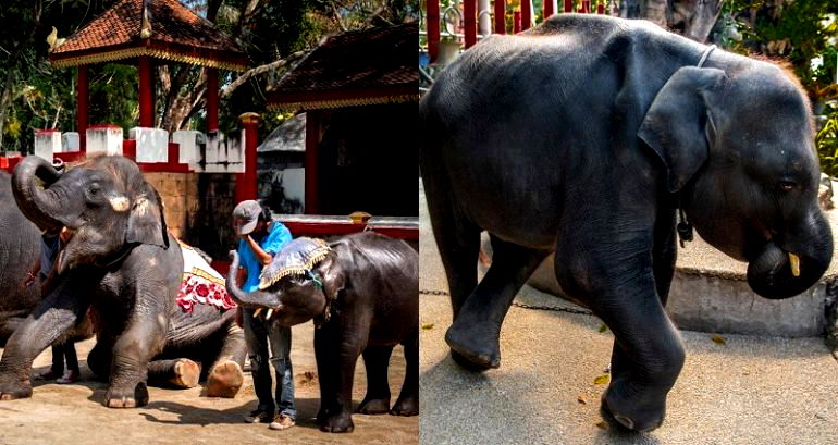 Baby Elephant ‘Dumbo’ The Internet Tried to Save Dies From Broken Leg in Thailand