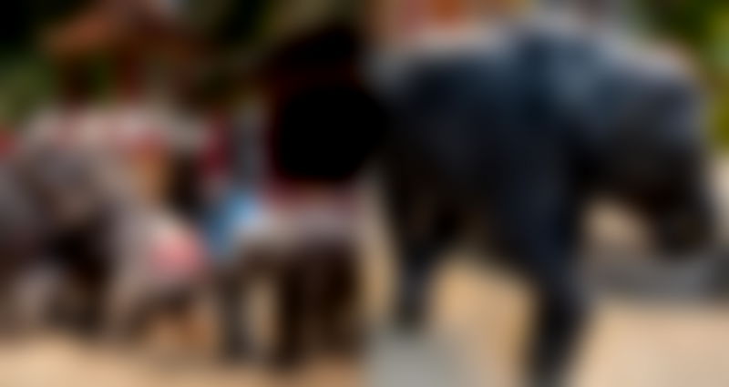 Baby Elephant ‘Dumbo’ The Internet Tried to Save Dies From Broken Leg in Thailand