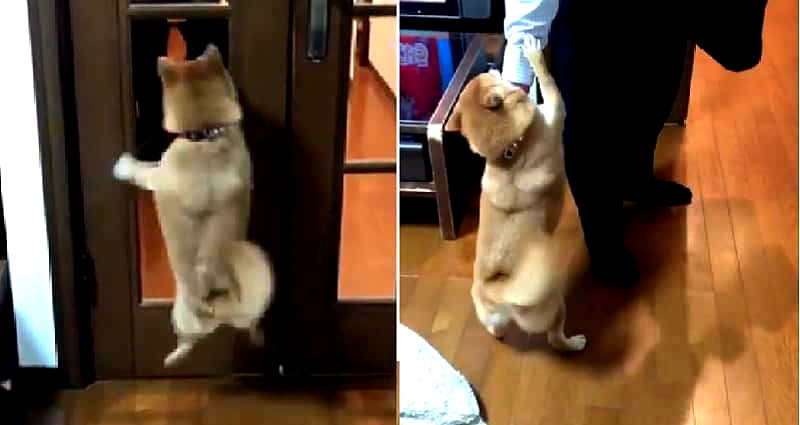 World’s Cutest Shiba Inu Hops Like a Bunny Whenever Her Human Comes Home and My Heart is Melting