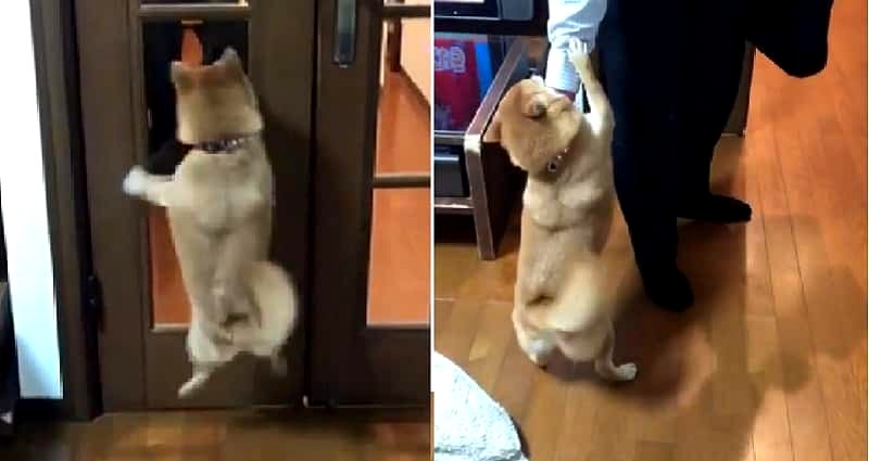 World’s Cutest Shiba Inu Hops Like a Bunny Whenever Her Human Comes Home and My Heart is Melting