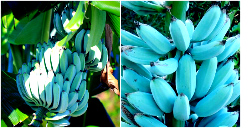 Rare Blue Bananas Exist But They Don’t Taste Like Normal Bananas