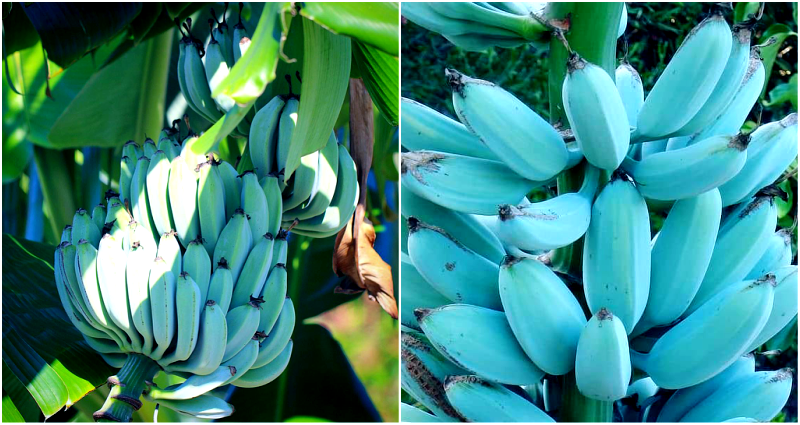Rare Blue Bananas Exist But They Don’t Taste Like Normal Bananas