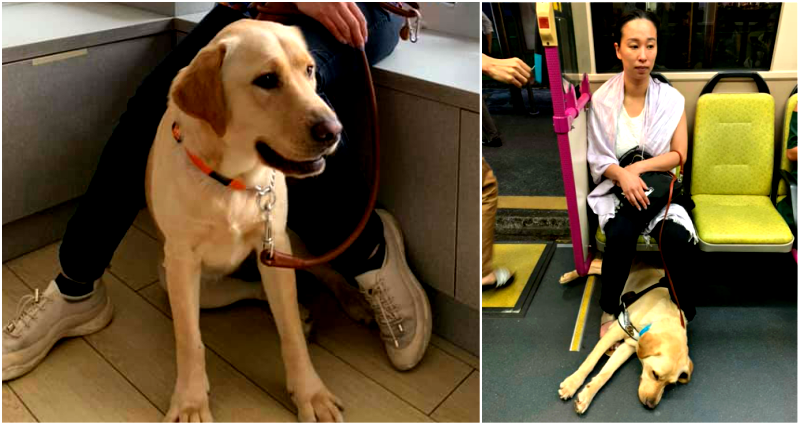 Blind Woman With Guide Dog Harassed Trying to Get on Bus, Driver Steps in to Find Her a Seat