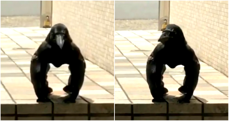 ‘Gorilla Crow’ from Japan is Freaking TF Out of People