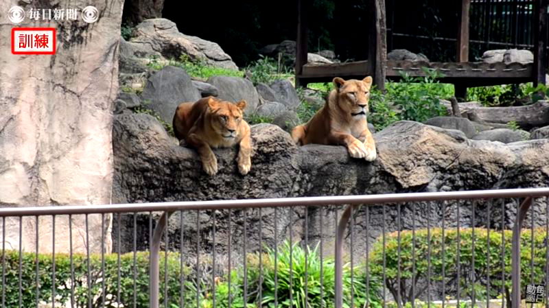 A drill preparing workers at a zoo in Ehima, Japan for an escaped lion has become the laughingstock of the internet over the weekend.