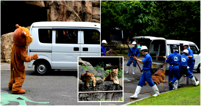 Japanese Zoo’s ‘Lion Escape Drill’ Is the Most Ridiculous Thing You’ll See Today