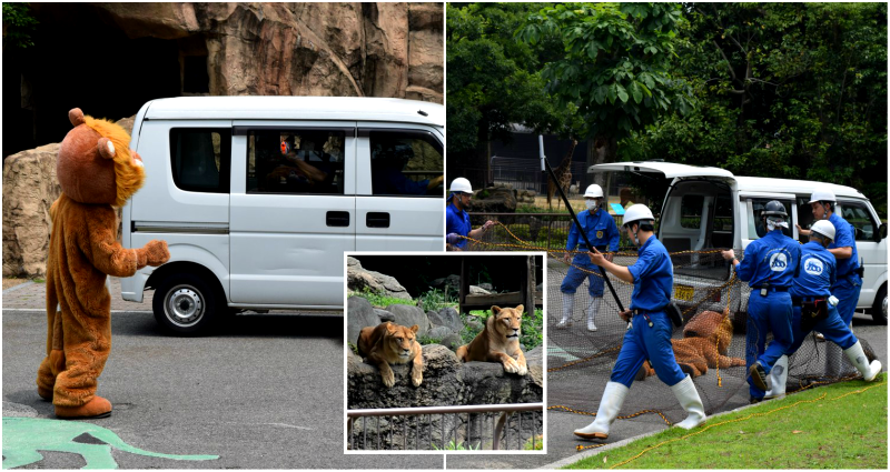 Japanese Zoo’s ‘Lion Escape Drill’ Is the Most Ridiculous Thing You’ll See Today