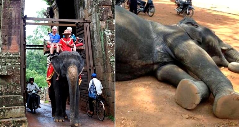 Cambodia Will Ban Elephant Rides at Angkor Wat in 2020 After 2 Die From Exhaustion